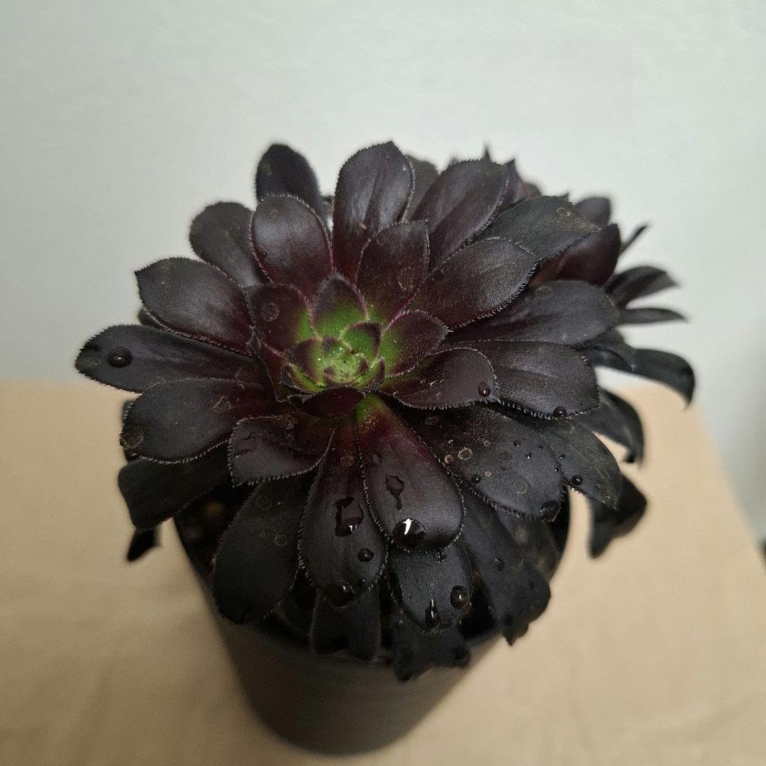 Amazon｜黒法師 多肉植物 抜き苗｜観葉植物 オンライン通販
